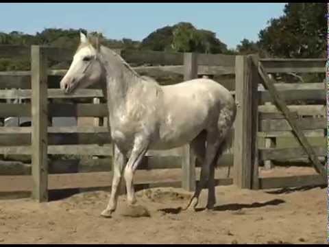 LOTE 04 DATA VENIA GAFIEIRA