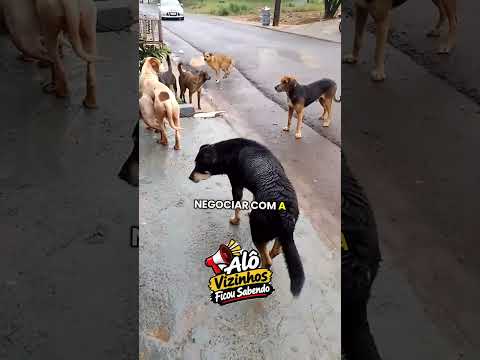 Bairro vitória dois vizinhos Paraná . cachorro a solto na rua#animais #cachorros #paraná