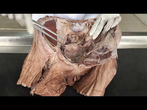 Visão geral da anatomia do sistema reprodutor feminino