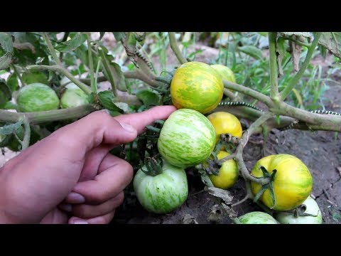 download lagu mp3 mp4 Green Zebra Tomato, download lagu Green Zebra Tomato gratis, unduh video klip Green Zebra Tomato