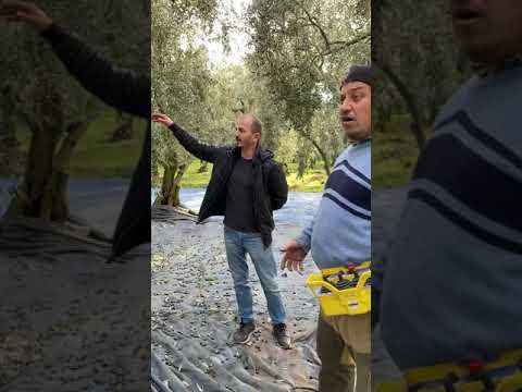 Zeytin Hasat Makinesi VLOG - Spedo Fruipick - Orhangazi / Bursa