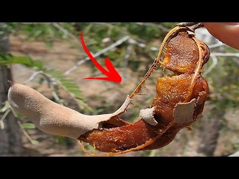 Goji-Beere für Diabetes Blutzucker aus der Vene und vom Finger des Kindes ist der Unterschied