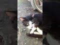 Giant Tuxedo Cat Meowing And Adorable