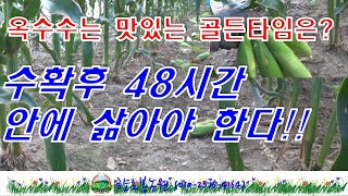 찰옥수수 수확후 48시간 이내에 삶아야 맛있다~~