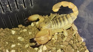 Israel Large Claw Scorpion ( Feeding And Rehousing )