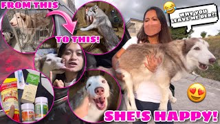 Download lagu Bringing Athena HOME! | SHE SURVIVED! | Husky Pack TV mp3 Download lagu Bringing Athena HOME! | SHE SURVIVED! | Husky Pack TV mp3