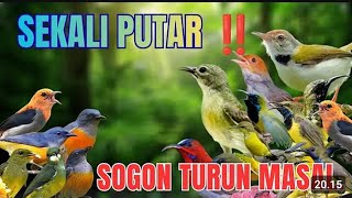 Download lagu Suara pikat burung cabe-cabean ampuh  #suarapikatampuh mp3