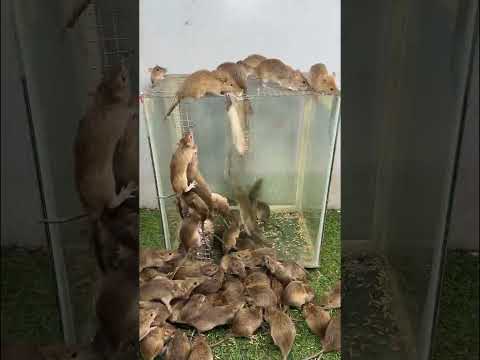 マタマタ (Chelus fimbriatus)