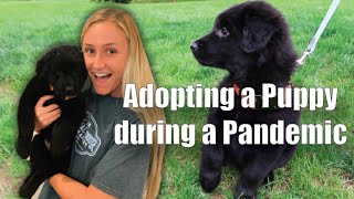 WE GOT A FREE PUPPY OFF CRAIGSLIST!!!!