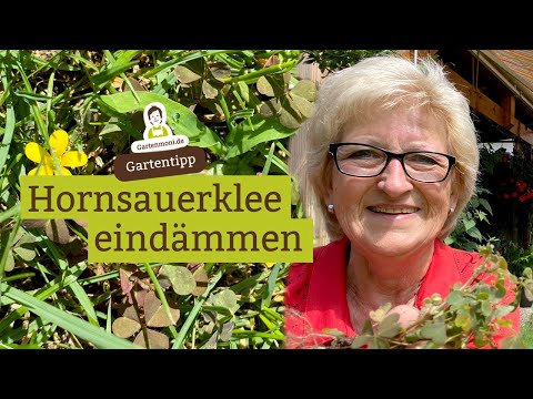 Hornsauerklee - Ausbreitung von Sauerklee im Garten verhindern und eindämmen