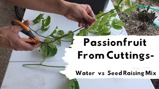 How to grow passionfruit from cuttings- Water vs Seed Raising Mix