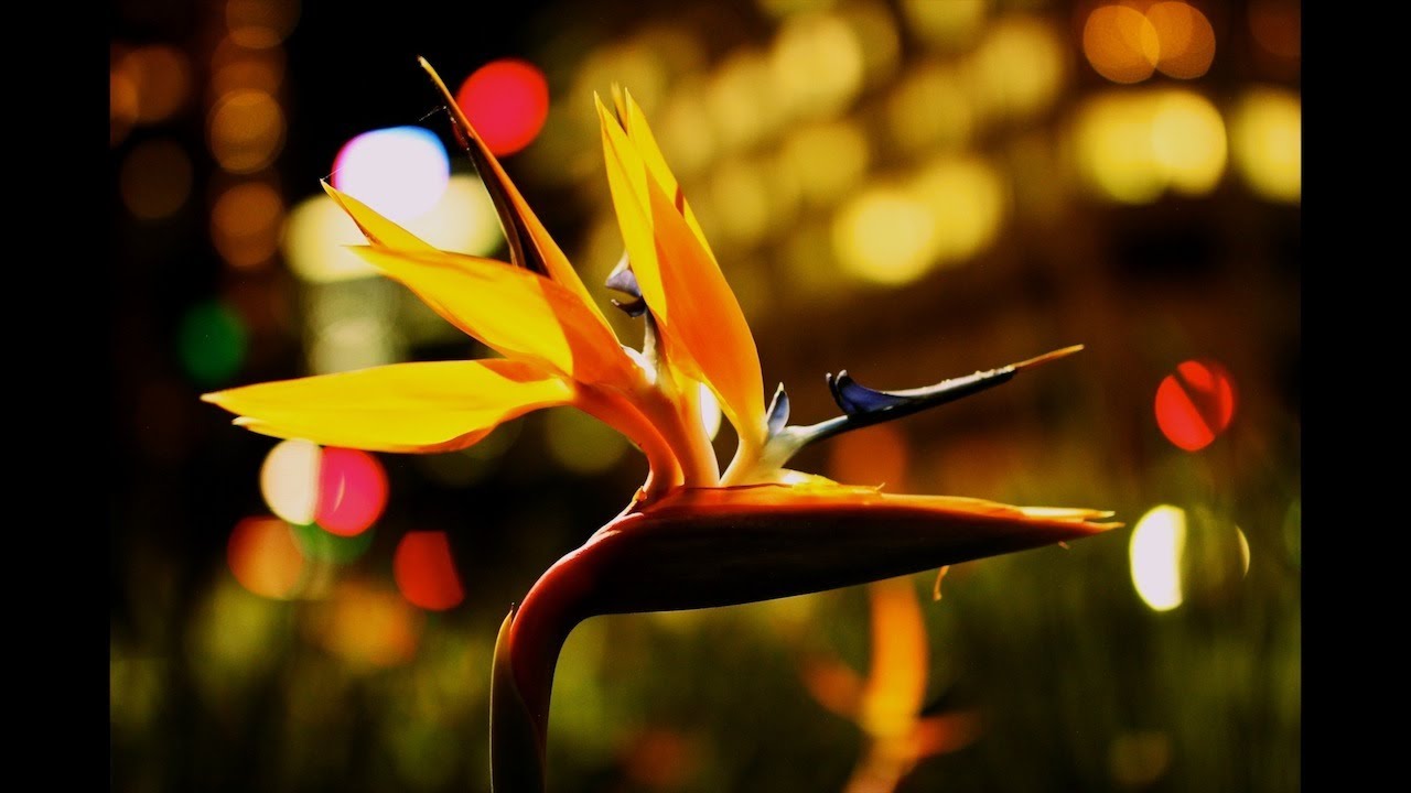 Объектив Sigma AF 35mm f/1.4 DG HSM Art Pentax KA/KAF/KAF2