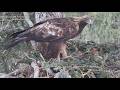 Golden Eagle S Nest No 1 Cuibul Nr 1 Acvila De Munte Aquila Chrysaetos 2026