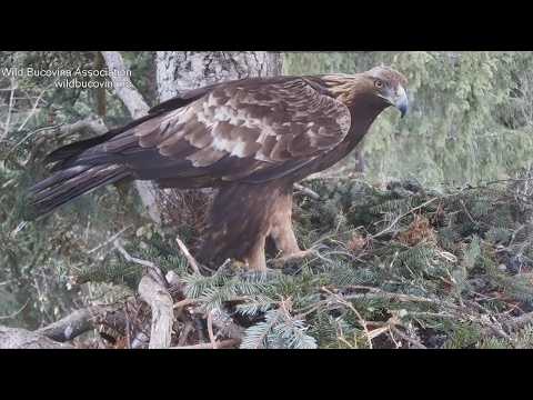 Bonelli's Eagle — Aquila fasciata — call and flight