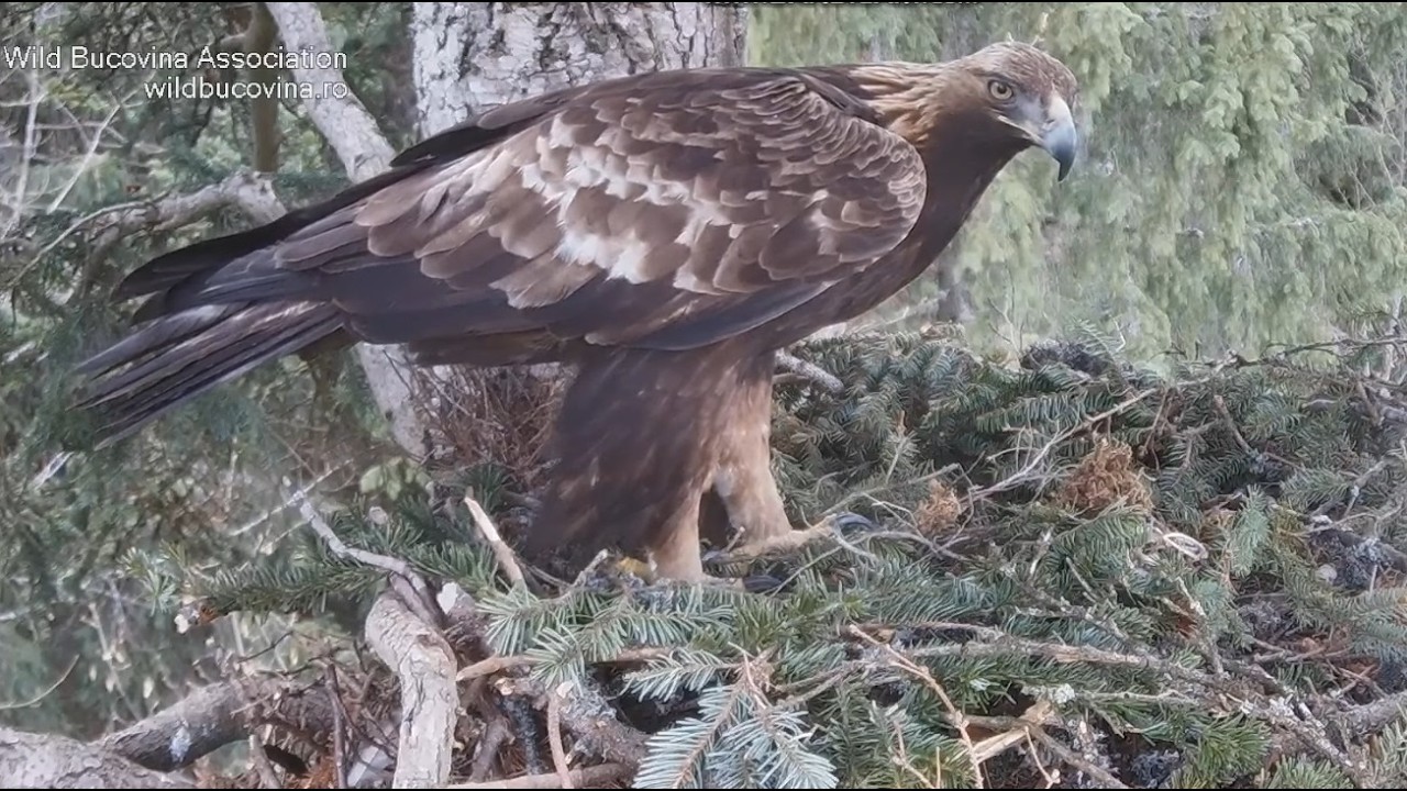 Live webcam view of Nido de Águila Real, Bucovina