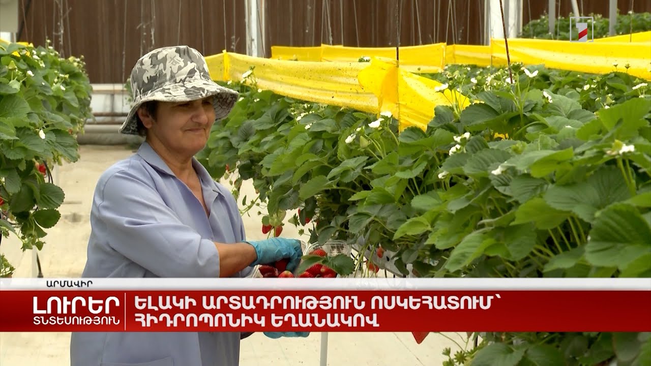 Ելակի արտադրություն Ոսկեհատում՝ հիդրոպոնիկ եղանակով