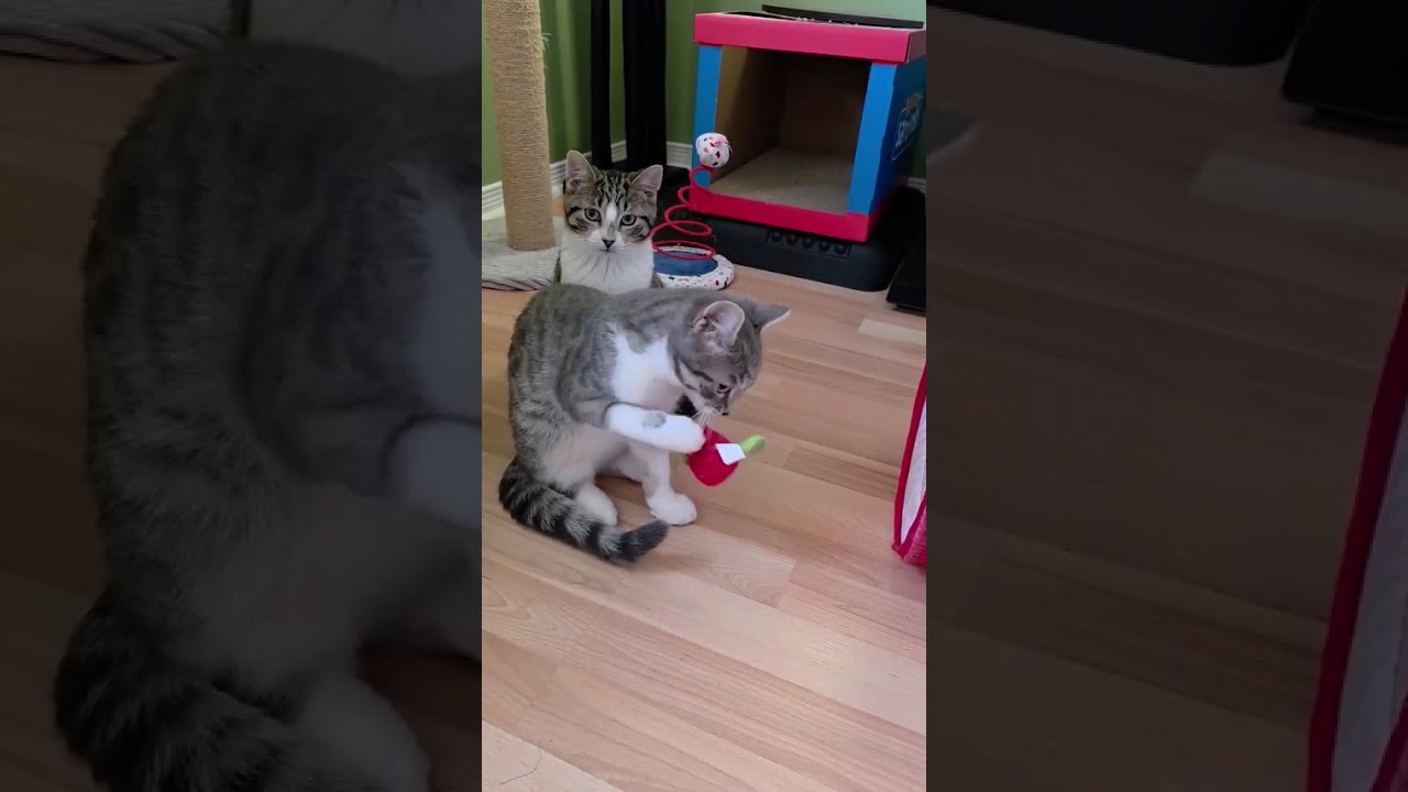 Enlarge Clover, a Adoptable Domestic Short Hair in Verdun, QC video 4/5