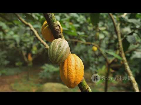 The Sweet Journey  How Chocolate is Made 2024 01 23 Uwmi Halim LLC