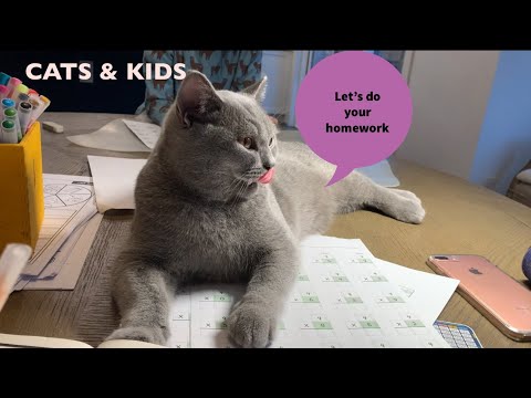 Cat and kids | Homework Time 2 naughty British shorthair kittens love to help [4K]