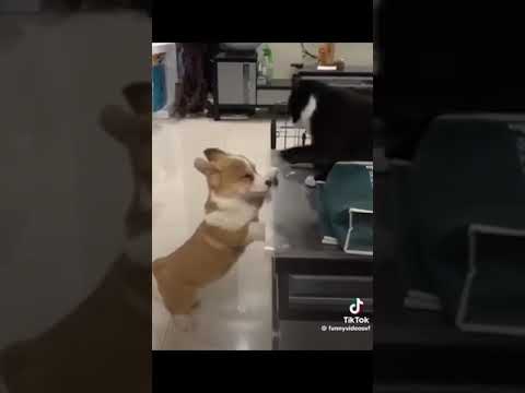 The greatest dogs in worl