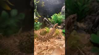 Western Hognose Snake Reptiles Videos