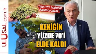 Denizli’de kekik üreticisi zorda: Kekiğin yüzde 70'i elde kaldı