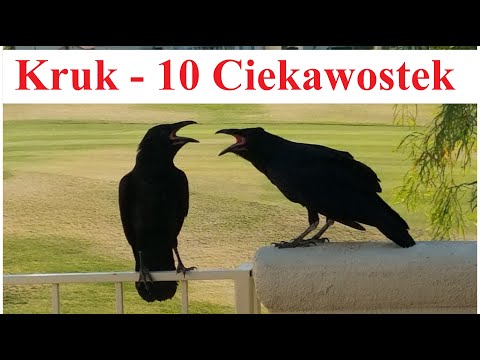 Raven - 10 interesting facts