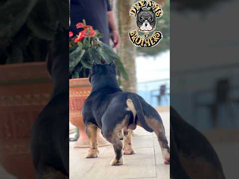 𝕯𝖗𝖊𝖆𝖒𝖘 𝖔𝖋 𝖇𝖗𝖔𝖙𝖍𝖊𝖗𝖘. 🇨🇳DREAMCHASER MUZO🇨🇳 #music #love #dance #cover #tv #song