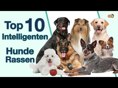 Top 10 intelligenteste Hunderassen | Rangliste sortiert nach lernen von Kommandos