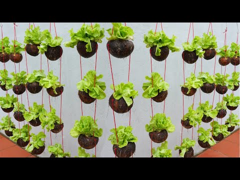 How to grow water spinach quickly without watering anyone can do it