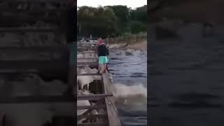 Desembarque da boiada no pantanal brasileiro. 🌱🐮