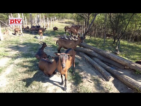 Farma KOZA na Majevici!!!UJEDINIMO SE,bićemo JAČI!!!