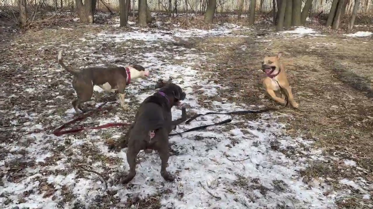 Enlarge Sea Lion, an adoptable Pit Bull Terrier in Chicago, IL video 5/5