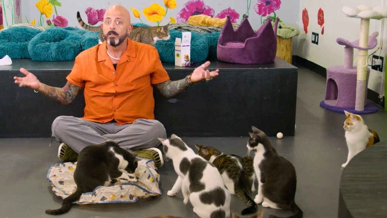 Cat Expert Reviews Bestselling Cat Toys on Amazon…And One is Actually DANGEROUS!🙀