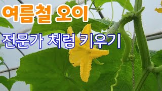여름 오이 전문가 처럼 키우는법 원없이 딴다