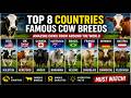 Top Cow Breeds From Different Countries Amazing Cattle Around The World