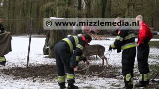 preview picture of video 'Hert met gewei vast in hekwerk bij hertenkamp in Bloemendaal'