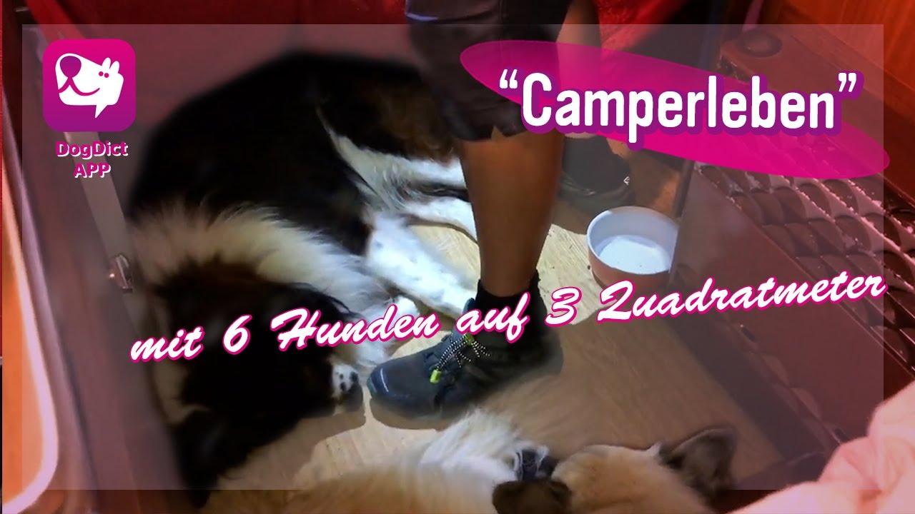 Folge 56: Die Camper - mit 6 Hunden auf 3 Quadratmeter