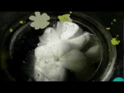 Harold Budd & Hector Zazou - Reflected in the Eye of a Dragonfly