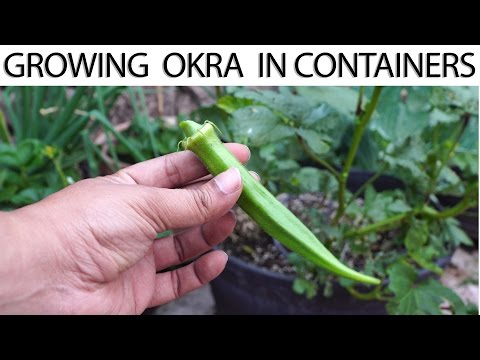 , title : 'How To Grow Okra In Containers - Growing Okra in Pots or Containers'