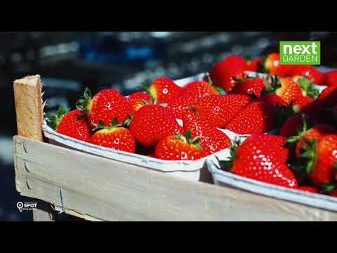 Royal Berry - Glastuinbouwgebied NEXTgarden - Gemeente Lingewaard
