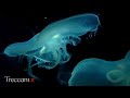 Le meduse e l'equilibrio dell'ecosistema marino