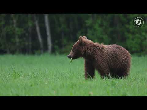 Brunbjörn i Västerbotten - Myrestam Photo