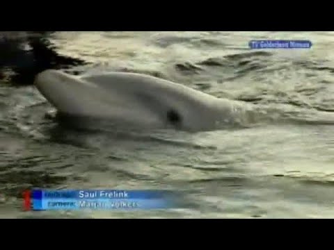 GLD Nieuws 28 december 2007 - Nieuws