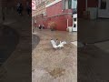 Seagulls Fight Over French Fries Shorts