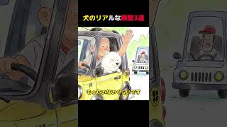笑って泣ける犬の瞬間3選#犬のいる暮らし #ワンコ #ほっこり#おすすめ