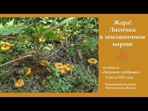 Жара! Лисички в земляничном мареве! Дневник грибника 9 июля 2021 года.