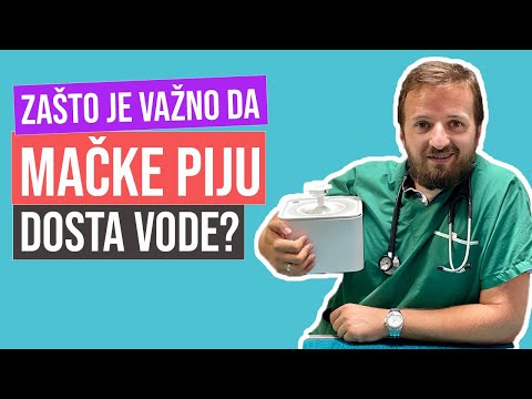 FamilyPet Store | Zašto je važno da mačke piju dosta vode?