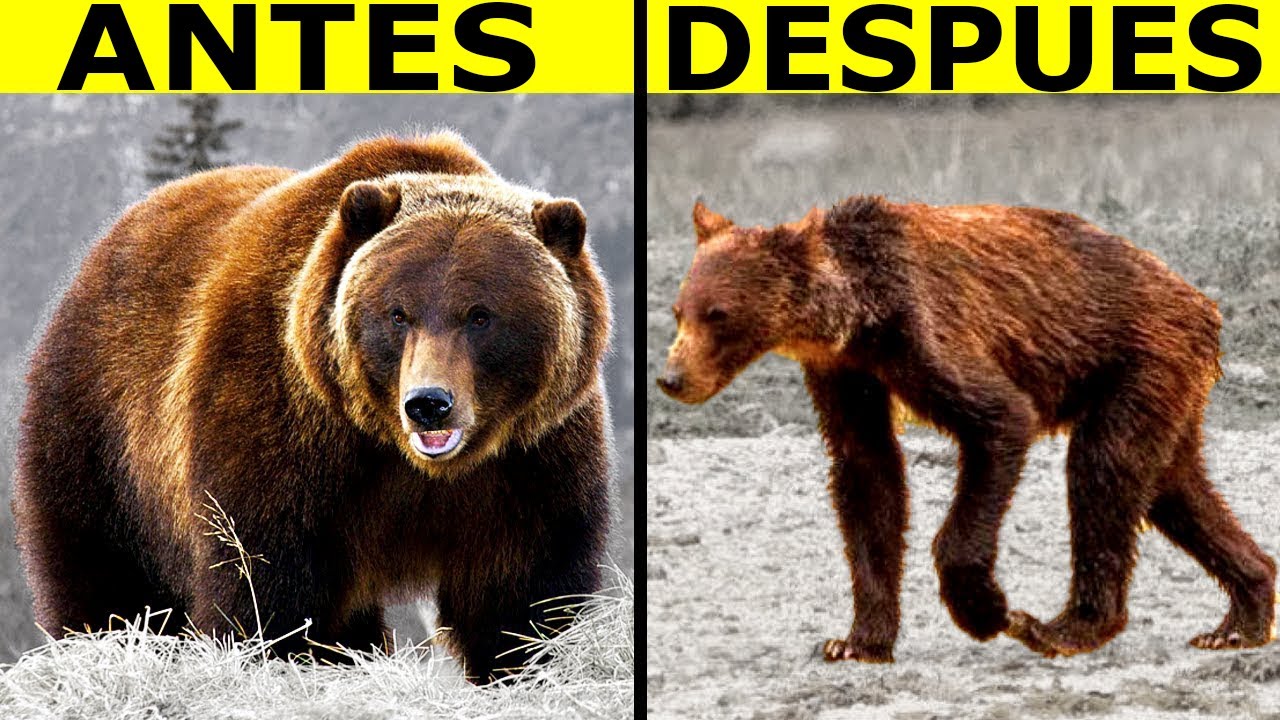 Animales Obligados A Evolucionar Por Culpa De Los Humanos