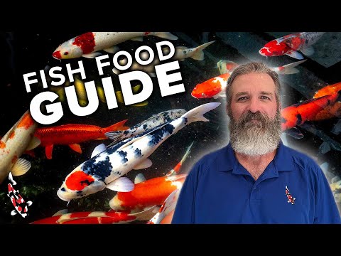 Feeding Your Koi: Everything You Need To Know
